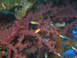 How to make a fake coral reef. Saving The Red Sea S Coral Reefs By Building Fake Ones Israel21c