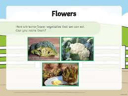 We did not find results for: Parts Of A Plants Have Different Parts To