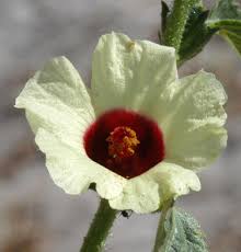 Image result for Hibiscus nigricaulis