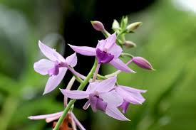 Image result for Calanthe