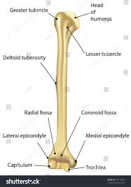 12 photos of the labelled diagram of radius bone. Humerus Labeled Diagram Royalty Free Stock Photo 181112825 Avopix Com