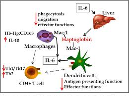 Image result for Haptoglobin