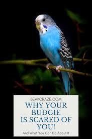 African grey parrot for sale mn african grey. Why Your Budgie Is Scared Of You And What Will Help Beak Craze