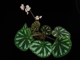 Image result for Begonia subscutata