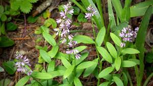 Image result for Polygala macrostigma