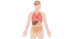 It is the central part of the body, and it is from here that the neck and the limbs extend. 12 Body Parts That Are Completely Useless Indy100 Indy100