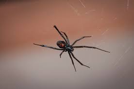 Retired samford biologist william howell explains how the black widow stalk, kills and. What You Need To Know About Black Widow Spiders Pf Harris