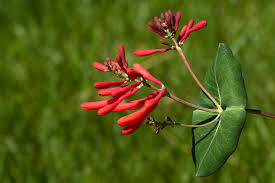 I grow the benary mix and other varieties. The Best Native Plants For Raleigh North Carolina