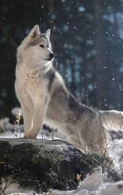 Pin By Carol Ann On Northern Snow Dogs Spitz Huskies Laikas Mals Sams Shibas Akitas Innuits Tams Eurasiers Lapphunds Elkhunds Reindeer Herders Wo Beautiful Wolves Snow Dogs Wolf Dog