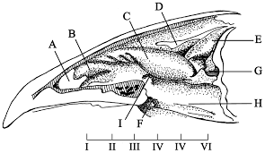 They can happen due to inflammation from asthma, chronic sinus infections, and nasal allergies (such as hay fever). Anatomical Structure Of The Nasal Cavity Through A Vertical Sectional Download Scientific Diagram