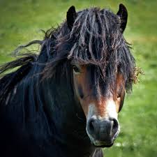 Loading Unusual Horse Beautiful Horses Horses