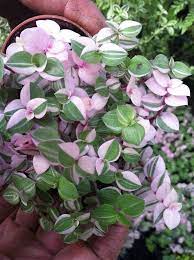 (0 items) your cart is empty Plants Seedlings Wandering Jew Bolivian Turtle Vine Tradescantia Mini Green Callisia 20 Cuttings Home Garden