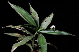 Image result for Tradescantia zanonia