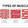 It is the pen diagram of skeletal, smooth and cardiac muscle for class 10, 11 and 12. 1