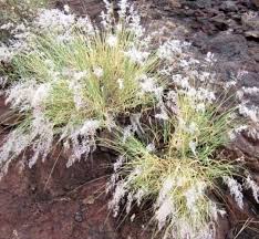 Image result for Tricholaena