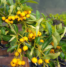 Image result for Pyracantha coccinea golden charmer