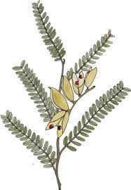 Image result for Rhynchosia tricuspidata