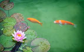 Sifatnya yang kuat dan agresif membuat sensasi tersendiri ketika kita menikmatinya, terlebih ketika memberi nah bagi anda yang ingin memelihara louhan tentu perlu tahu bagaimana cara membedakan louhan jantan dan betina. Cara Membedakan Ikan Koi Jantan Dan Betina Sudah Tahu