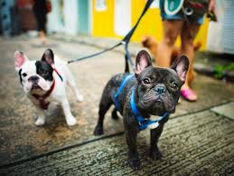 Engagement, socialization, training, physical fitness. Definition Dogsitter