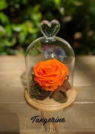 Forever rose in glass dome uk. Roses In Glass Dome Forever Roses