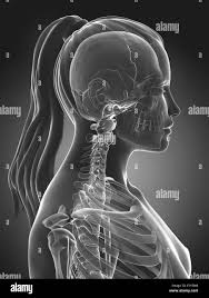 Image result for Skull XRay