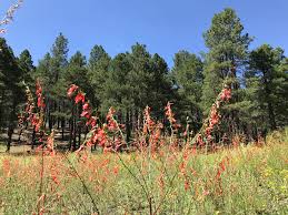 Image result for Schmidtia pappophoroides