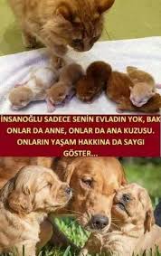 Ceren Adli Kullanicinin Ah Be Panosundaki Pin 2020 Hayvan Sozleri Evcil Hayvanlar Hayvan