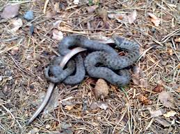 Buorm er en krypdyrart i snokfamilien. Notteroy Nyheter Her Spiser Snoken Opp Stalormen