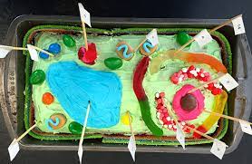 Bright colors and a simple concept make this cell biology board stand out. New Art Middle School Science Weaver Street Market