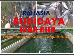 Budidaya Ikan Nila Tebar Padat Di Kolam Tanpa Aerator Youtube Di 2020 Kolam Ikan