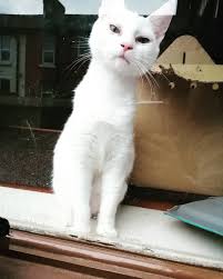 Watch The Best Youtube Videos Online Wot You Sayinnn Cat Cats Catsofinstagram Catsofinsta Catstagram Cats Of White Kittens White Cat Cats Of Instagram