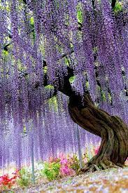 Totaly Outdoors Ashikaga Flower Park In Tochigi Japan Beautiful Tree Beautiful Gardens Nature