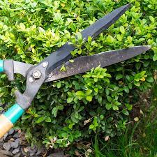 Wenn sie den buchs mit nackten wurzeln erhalten haben, nehmen sie auch von deren enden jeweils ein paar zentimeter weg. Buchsbaume In Form Schneiden Und Pflegen Ndr De Ratgeber Garten