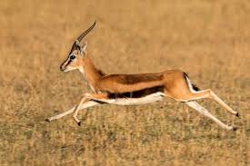 Inizia a suonare all'età di 22 anni, come flavio pardini, esibendosi principalmente in piccoli locali di. Amazon Com Posterazzi Thomson S Gazelle Eudorcas Thomsonii Running Tanzania Poster Print By Panoramic Images 24 X 18 Varies Posters Prints
