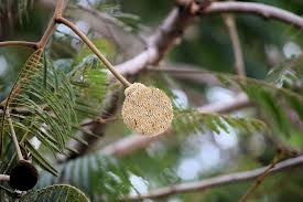 Image result for Parkia