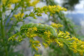 Goldenrod Hooded Owlet Moth Caterpillar On Goldenrod Moth Caterpillar Owlet Plants