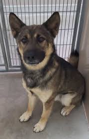 German shepherds are one of the most loved dog breeds in the world. Lake County News California Helping Paws More Shepherds And Terriers