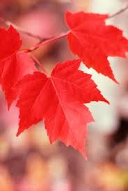 Maybe you would like to learn more about one of these? Differences In Maple Tree Foliage