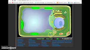 Maybe you would like to learn more about one of these? Intro To Cells Alive Website Youtube