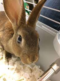 7 Cute Cottontail Facts Dickinson County Conservation Board