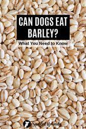 Can Dogs Eat Barley What To Know About Dogs And Barley Grain Free Dog Food Dog Eating Can Dogs Eat