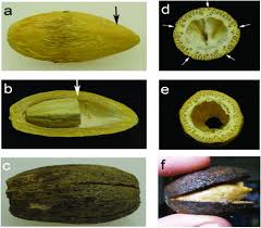 Image result for Balanites