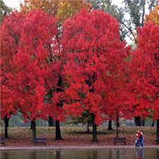 Deer resistant trees trees, though significantly taller than their kinsman shrubs, are also prone to the effects of deer. 15 Best Deer Resistant Landscape Trees For Your Yard Gardener S Path