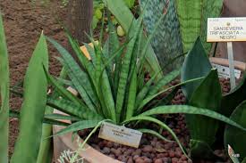 Image result for Sansevieria parva