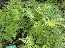 Image result for Davalliaceae