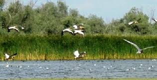 Oferta turistică din rezervaţie include 16 trasee, o sumedenie de variante de camping şi şansa de a vedea cuibul vulturului codalb sau ascunzătorile lui terente. Poteca Tematica In Parcul Natural Balta Mica A Brailei Mdpress