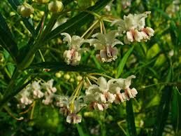 Image result for Gomphocarpus fruticosus
