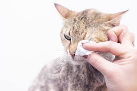 She has … read more. Are Baby Wipes Safe For Cats Be Careful Here S What You Must Know First