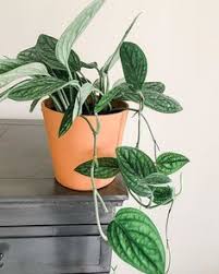 One of the most popular plants to give or receive during the. 150 Plants Ideas In 2021 Plants Easter Cactus Holiday Cactus