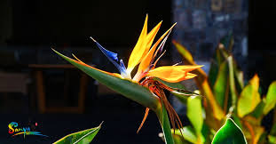 Bird Of Paradise Flower Meaning The Bird Of Paradise Flower Meaning Includes Joy And Paradise As It Is The Quintessential Tropical F Birds Of Paradise Flower Flower Meanings Tropical Flowers
